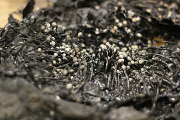 "Banlieues" a model with matches burned